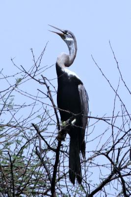 Read Darter Snake Bird, Birds of the World: Blank 150 Page Lined Journal for Your Thoughts, Ideas, and Inspiration -  | PDF