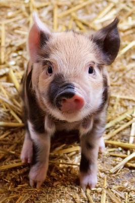 Download Baby Piglet Farm Animal Journal: 150 Page Lined Notebook/Diary -  | PDF