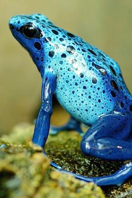 Read Online Beautiful Blue Tree Frog Journal: Take Notes, Write Down Memories in This 150 Page Lined Journal - Animal Lovers Journal | ePub