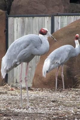 Download Sarus Crane (Grus Antigone) Bird Journal: 150 Page Lined Notebook/Diary -  | ePub