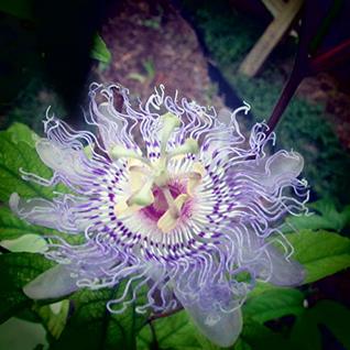 Download Daily Thrive Guide: Rejuvenation-A Way of Life - Vancien Villafarra | ePub