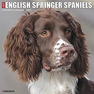 Read Just English Springer Spaniels 2020 Wall Calendar (Dog Breed Calendar) -  | PDF